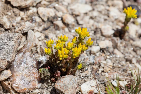 Piccole fioriture succulente gialle — Foto Stock