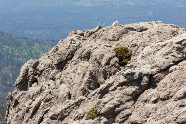 Chèvres de montagne sur un rocher — Photo