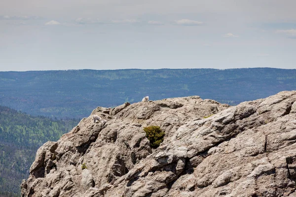 Cabras de montanha em uma rocha — Fotografia de Stock