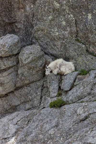 Bergziege auf einer Klippe — Stockfoto