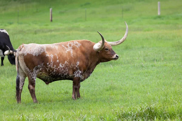 Texas Longhorn Cattle — Stockfoto