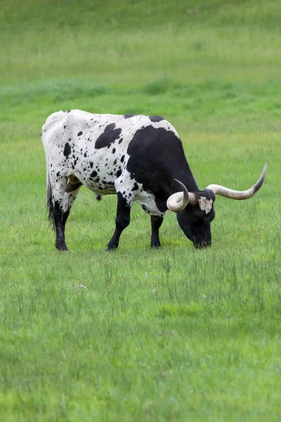 Texas longhorn bull — Stockfoto