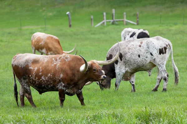 Texas Longhorn Cattle — Stockfoto