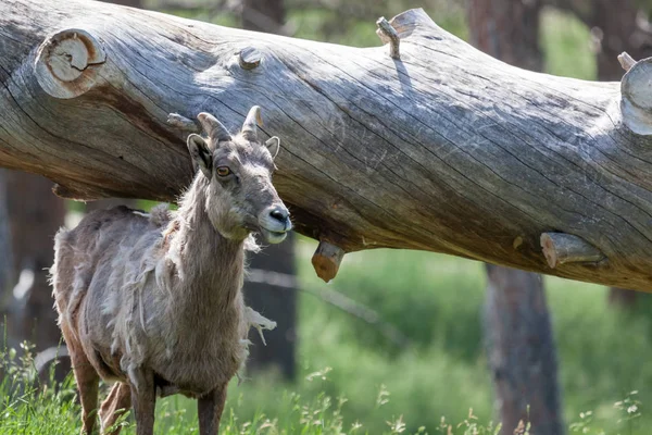 Bighorn Får genom en logg — Stockfoto