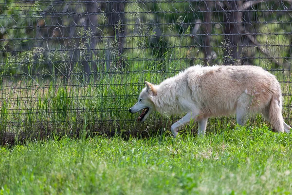 Lobo ártico caminando — Foto de Stock