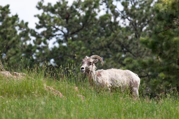 Fêmea bighorn ovelhas — Fotografia de Stock