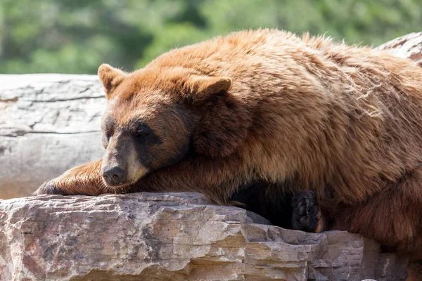 Urso castanho adormecido — Fotografia de Stock