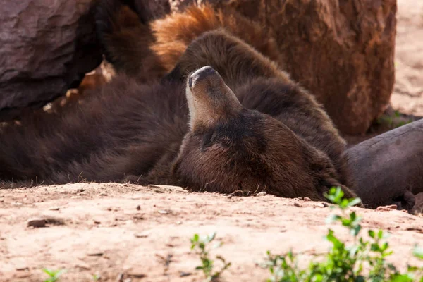 Orso bruno addormentato — Foto Stock