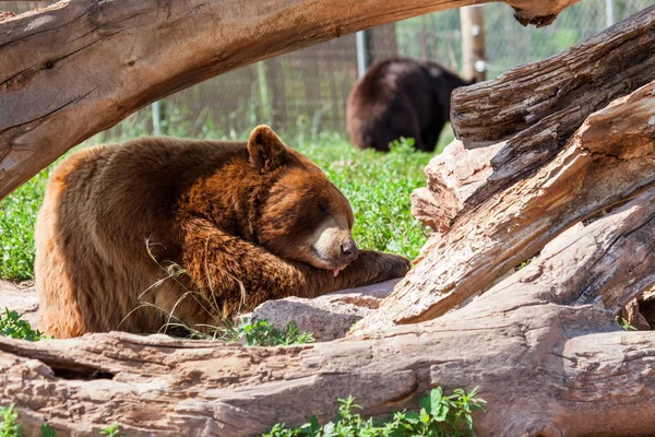 Urso adormecido engraçado — Fotografia de Stock