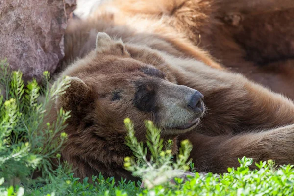 Urso castanho em repouso — Fotografia de Stock