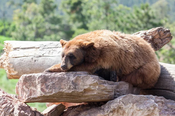 Urso castanho adormecido — Fotografia de Stock