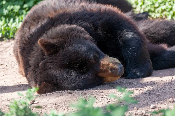 Urso preto adormecido — Fotografia de Stock