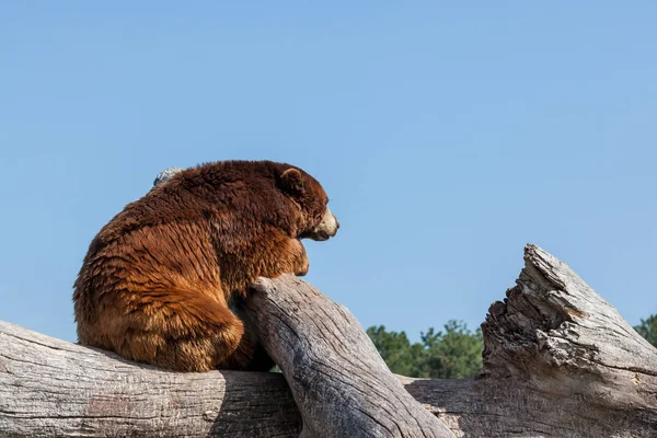 Urso marrom em um log — Fotografia de Stock