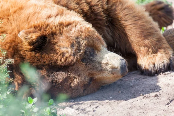Старый спящий бурый медведь — стоковое фото