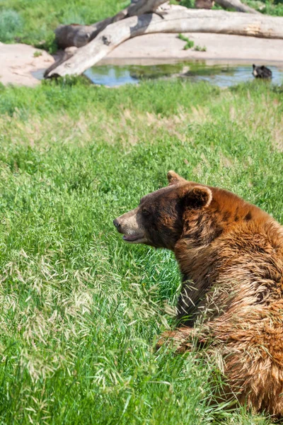 Brunbjörnen sitter i gräset — Stockfoto