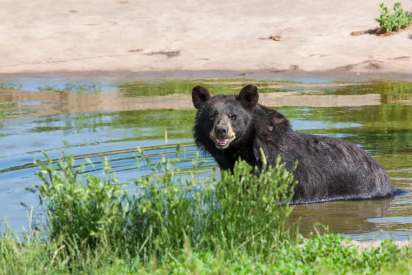 Black Bear in a Pond — ストック写真