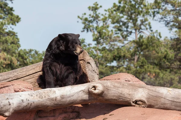 阳光下的黑熊 — 图库照片