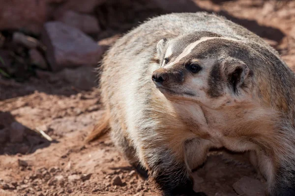 Badger With a Dirty Nose — Stock Photo, Image