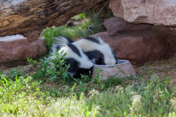 Dos zorrillos comiendo — Foto de Stock