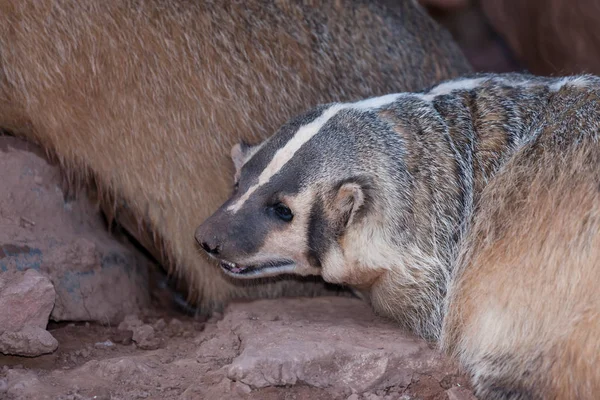 Badger With a Dirty Nose — Stock Photo, Image