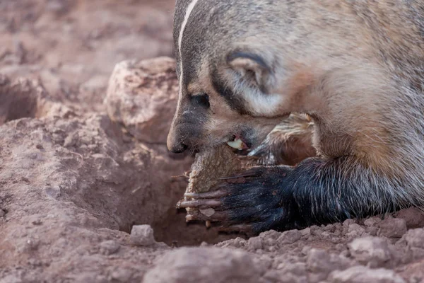 Badger Eating Dinner — Stock Photo, Image