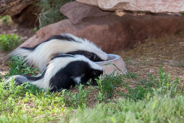Two Skunks Eating — Stock Photo, Image