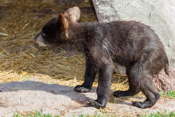Triste bebê urso preto — Fotografia de Stock