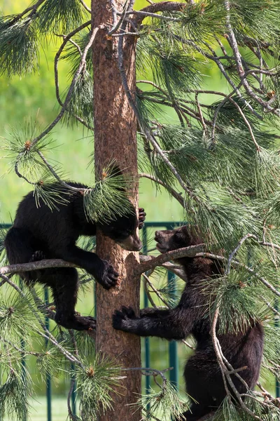 Ursos bebés brincando em uma árvore — Fotografia de Stock