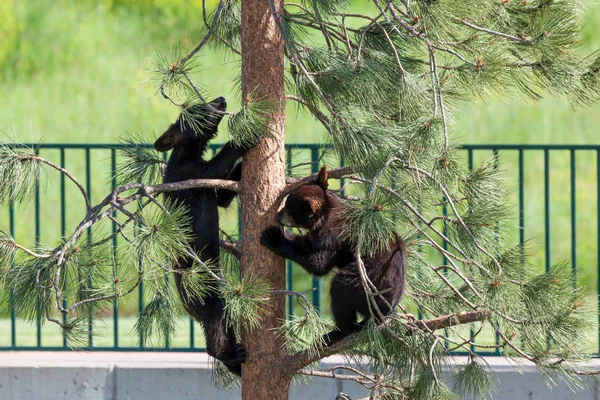 Bébé ours jouant dans un arbre — Photo