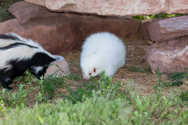 Albino Skunk — Fotografia de Stock