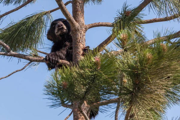 Baby Bear in a Pine Tree — Stock Photo, Image