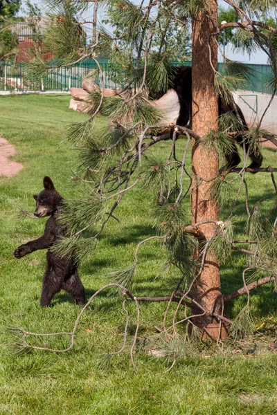 Brincando de ursinhos — Fotografia de Stock