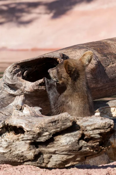 Urso de bebê curioso — Fotografia de Stock