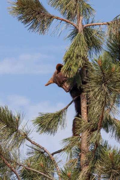 Klättring Baby Bear — Stockfoto