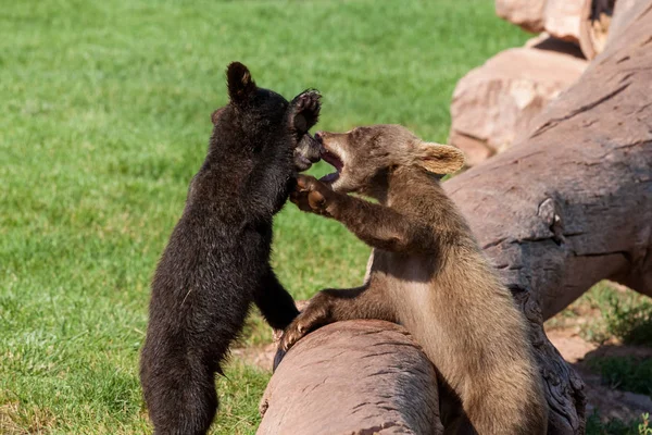 Playing Baby Bears — Stock Photo, Image