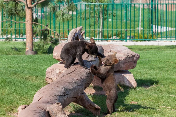 Bebek Ayılar Oynuyor — Stok fotoğraf