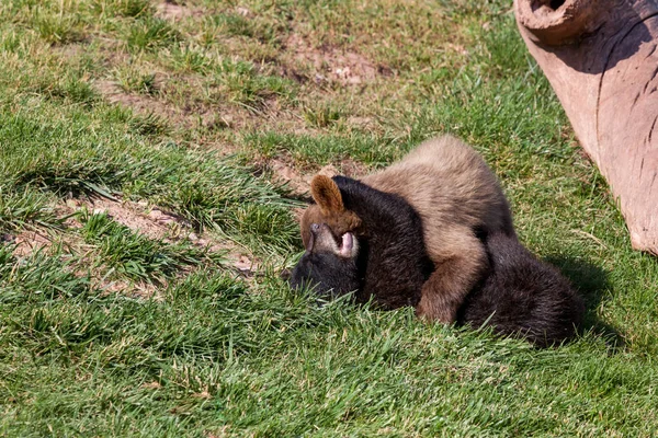 Playing Baby Bears — Stock Photo, Image