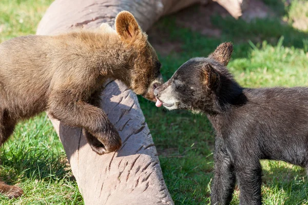 Kyssande bäbisbjörnar — Stockfoto
