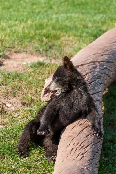 Pequeño oso bebé divertido — Foto de Stock