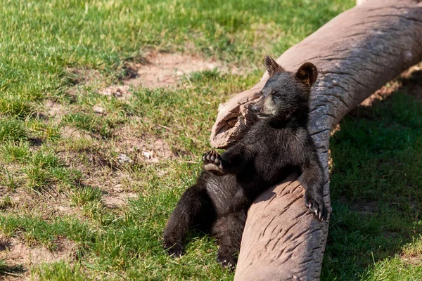 Urso de bebê pequeno engraçado — Fotografia de Stock