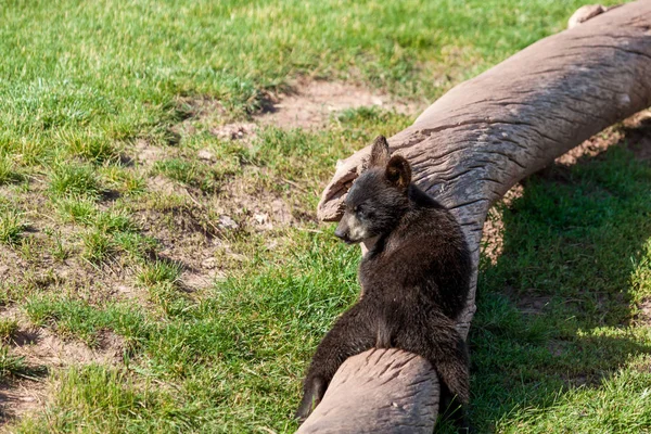 Urso de bebê pequeno engraçado — Fotografia de Stock