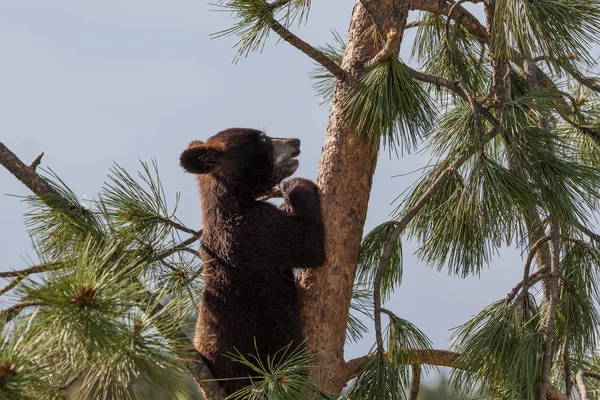 Modiga bäbis björn — Stockfoto