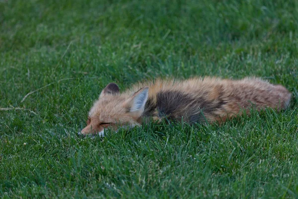 Descansando raposa vermelha — Fotografia de Stock