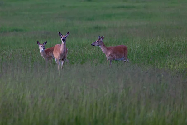 Drie herten in het veld — Stockfoto