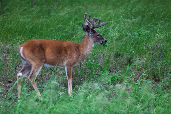 Kadife Boynuzlu Buck — Stok fotoğraf