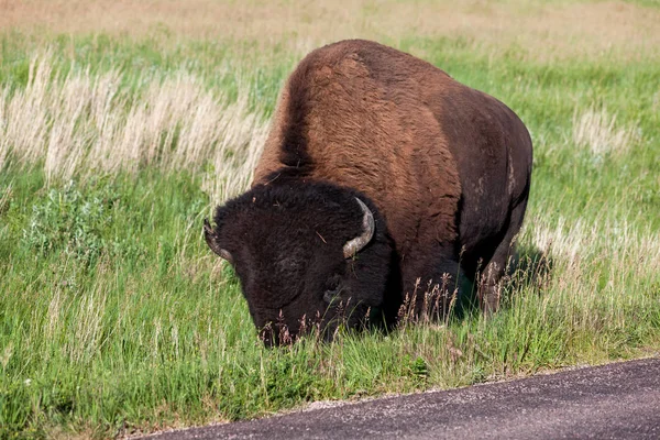 Bisonte macho grande —  Fotos de Stock