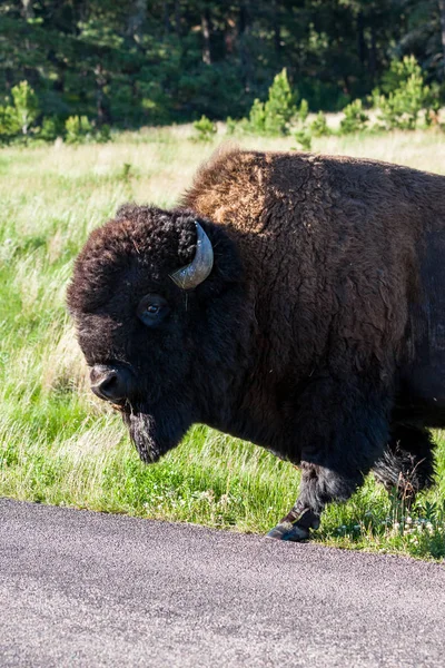 Bisonte macho grande — Foto de Stock