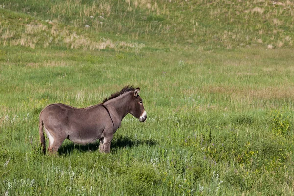 Un asino in piedi in un campo — Foto Stock