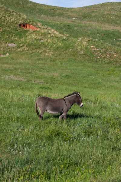 Um burro em pé em um campo — Fotografia de Stock