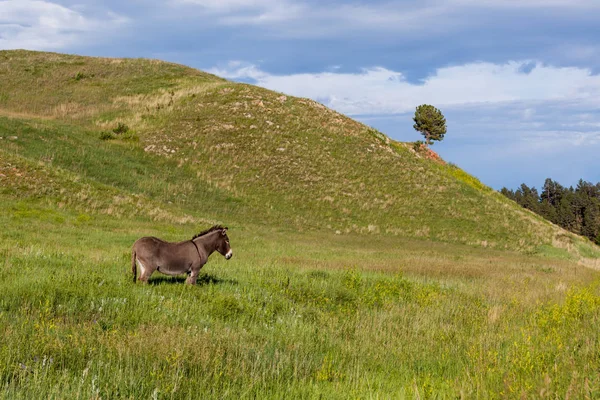 Een ezel staand in een veld — Stockfoto